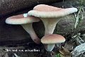 Neolentinus degener-amf1144